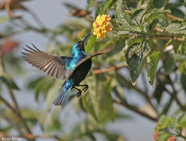 Palestinian Birdwatching Tour